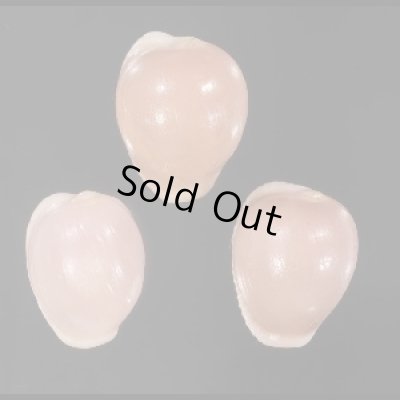 画像1: ホソスジバライロスジボタン