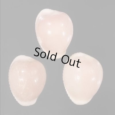 画像1: ホソスジバライロスジボタン