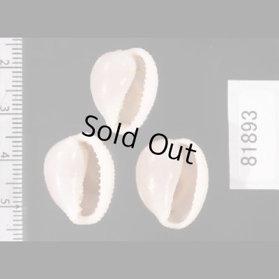 画像2: ホソスジバライロスジボタン