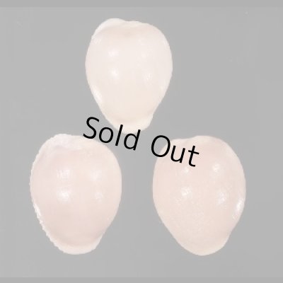 画像1: ホソスジバライロスジボタン