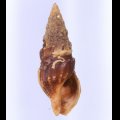 Clionella semicostata コゲクラウシクダマキ (仮称)