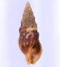 Clionella semicostata コゲクラウシクダマキ (仮称)