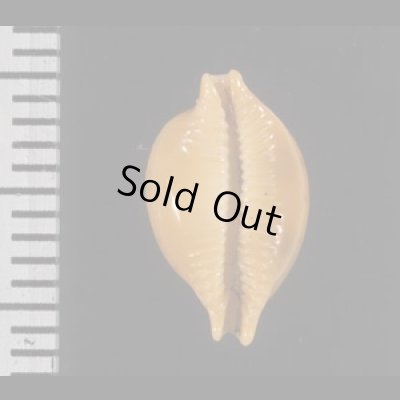 画像2: カギバナチドリダカラの東アフリカの型