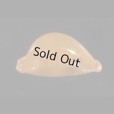 画像3: カギバナチドリダカラの東アフリカの型