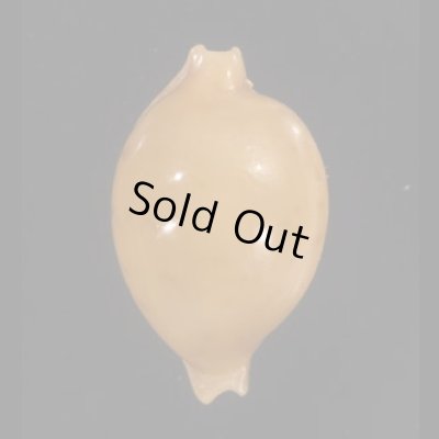 画像1: カギバナチドリダカラの東アフリカの型