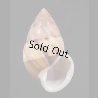 画像1: アンナンマレイマイマイ (仮称)