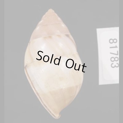 画像3: アンナンマレイマイマイ (仮称)