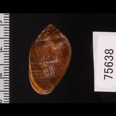 ネコノミミガイ Cassidula aurisfelisfig.2