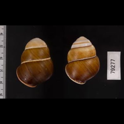 チャスジアオタニシマイマイ Helicostyla floridafig.2