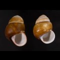 チャスジアオタニシマイマイ