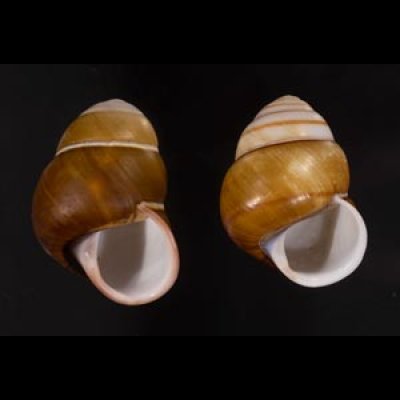 チャスジアオタニシマイマイ Helicostyla floridafig.1
