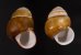 チャスジアオタニシマイマイ Helicostyla floridafig.1