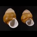 チャスジアオタニシマイマイ