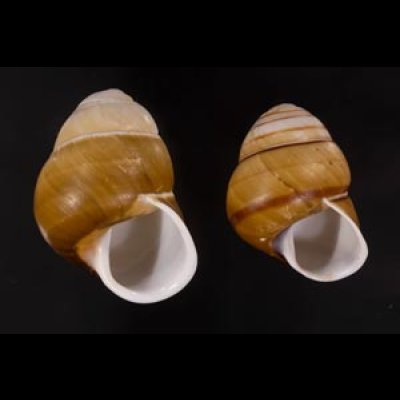 チャスジアオタニシマイマイ Helicostyla floridafig.1