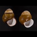 チャスジアオタニシマイマイ