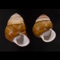チャスジアオタニシマイマイ