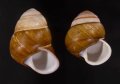チャスジアオタニシマイマイ