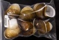 チャスジアオタニシマイマイ