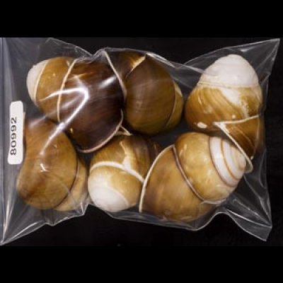 画像1: チャスジアオタニシマイマイ