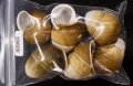 チャスジアオタニシマイマイ