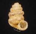 メンガブアエントツノタウチガイ (仮称)