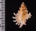 マクタンツブリ Favartia mactanensisfig.2