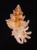 マクタンツブリ Favartia mactanensisfig.3