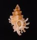 マクタンツブリ Favartia mactanensisfig.1