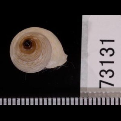 ソコオビアオミオカタニシ (未詳) Leptopoma atricapillum aff.fig.2