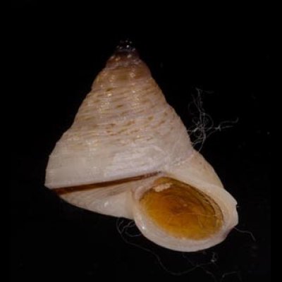 ソコオビアオミオカタニシ (未詳) Leptopoma atricapillum aff.fig.1