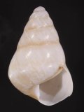 Helicostyla cincinniformis guntingana グンティンガアオゴシキマイマイ cf.