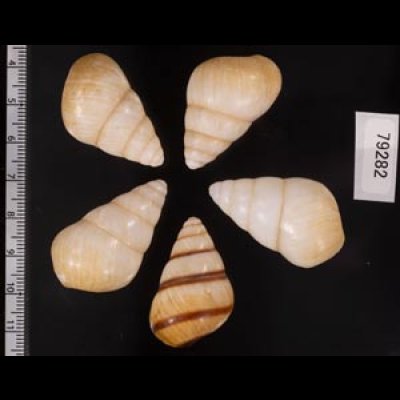 グンティンガアオゴシキマイマイ Helicostyla cincinniformis guntinganafig.2