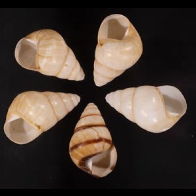 グンティンガアオゴシキマイマイ Helicostyla cincinniformis guntinganafig.1