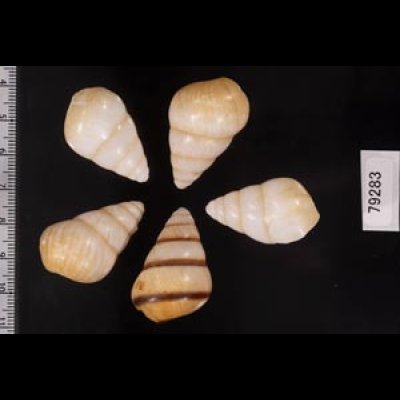 グンティンガアオゴシキマイマイ Helicostyla cincinniformis guntinganafig.2
