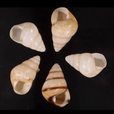 グンティンガアオゴシキマイマイ Helicostyla cincinniformis guntinganafig.1