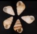 グンティンガアオゴシキマイマイ Helicostyla cincinniformis guntinganafig.1