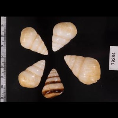 グンティンガアオゴシキマイマイ Helicostyla cincinniformis guntinganafig.2