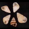 グンティンガアオゴシキマイマイ