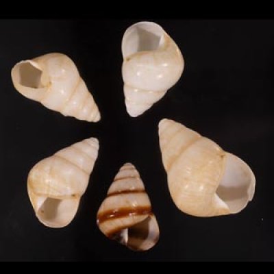 グンティンガアオゴシキマイマイ Helicostyla cincinniformis guntinganafig.1