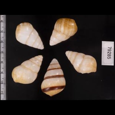 グンティンガアオゴシキマイマイ Helicostyla cincinniformis guntinganafig.2