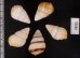 グンティンガアオゴシキマイマイ Helicostyla cincinniformis guntinganafig.2