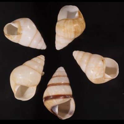 グンティンガアオゴシキマイマイ Helicostyla cincinniformis guntinganafig.1