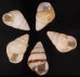 グンティンガアオゴシキマイマイ Helicostyla cincinniformis guntinganafig.1