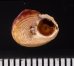 ベンジシタダミ (仮称) Gibbula benzifig.3