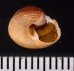 ベンジシタダミ (仮称) Gibbula benzifig.2