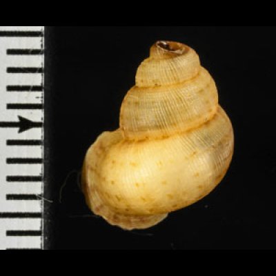 アナフェクチヒレ (仮称) Chondrothyrella petricosa anafensefig.2