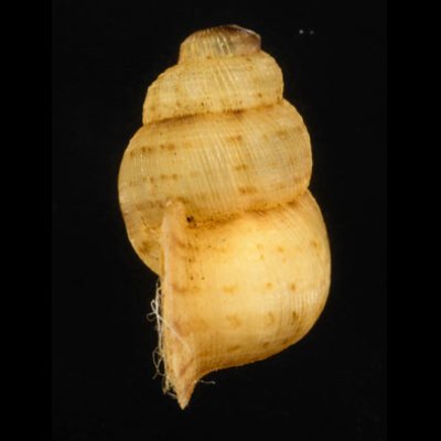 アナフェクチヒレ (仮称) Chondrothyrella petricosa anafensefig.3