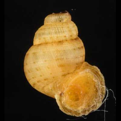 アナフェクチヒレ (仮称) Chondrothyrella petricosa anafensefig.1