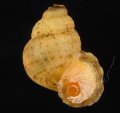 Chondrothyrella petricosa anafense アナフェクチヒレ (仮称)
