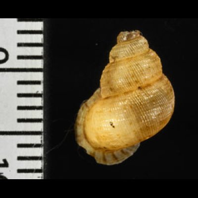 アナフェクチヒレ (仮称) Chondrothyrella petricosa anafensefig.2